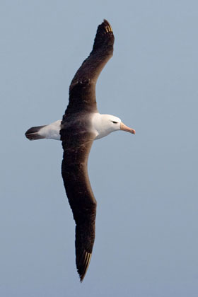 Black-browed Albatross Photo @ Kiwifoto.com