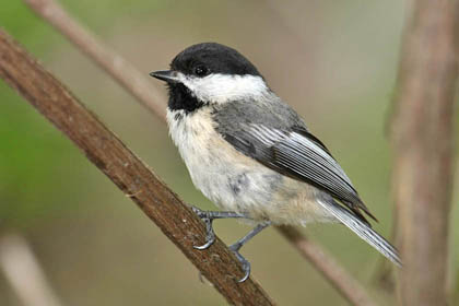 Black-capped Chickadee Photo @ Kiwifoto.com