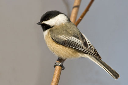 Black-capped Chickadee Photo @ Kiwifoto.com