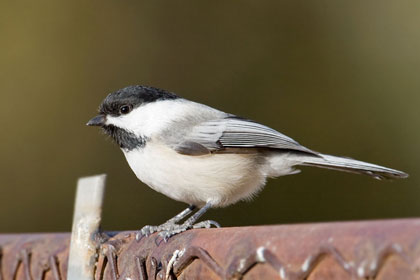 Black-capped Chickadee Picture @ Kiwifoto.com