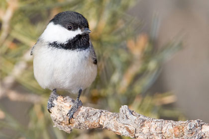 Black-capped Chickadee Photo @ Kiwifoto.com