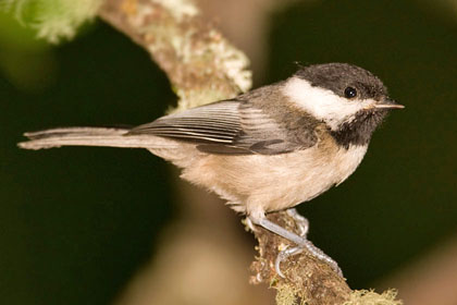 Black-capped Chickadee Image @ Kiwifoto.com