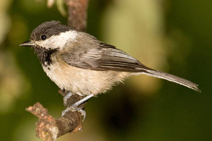 Black-capped Chickadee Photo @ Kiwifoto.com