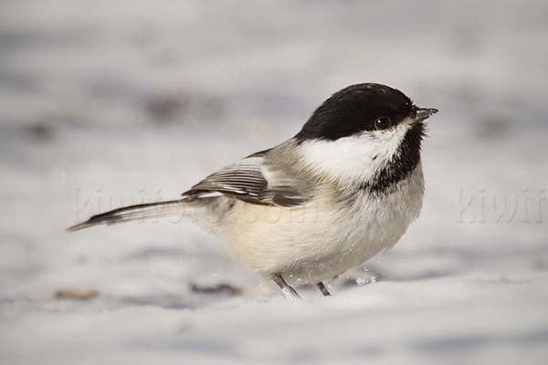 Black-capped Chickadee Photo @ Kiwifoto.com