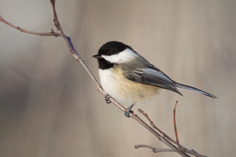 Black-capped Chickadee Picture @ Kiwifoto.com