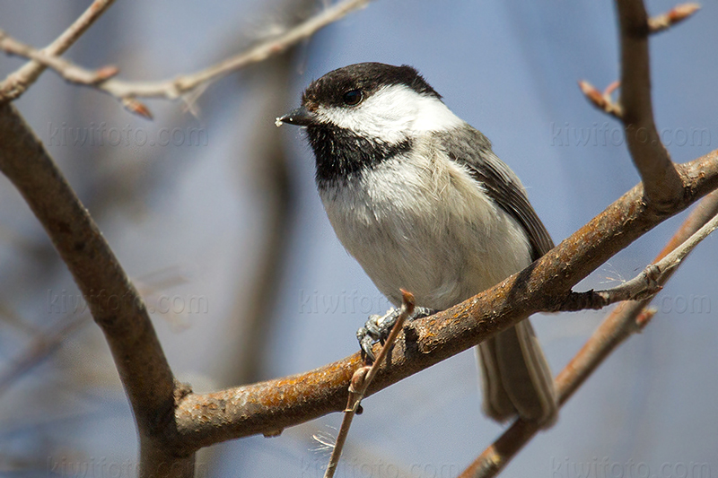 Black-capped Chickadee Photo @ Kiwifoto.com
