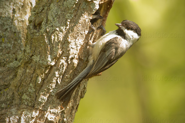 Black-capped Chickadee Image @ Kiwifoto.com