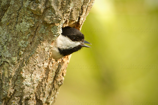 Black-capped Chickadee Photo @ Kiwifoto.com