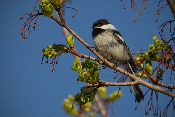 Black-capped Chickadee Image @ Kiwifoto.com