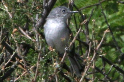 Black-capped Gnatcatcher Picture @ Kiwifoto.com