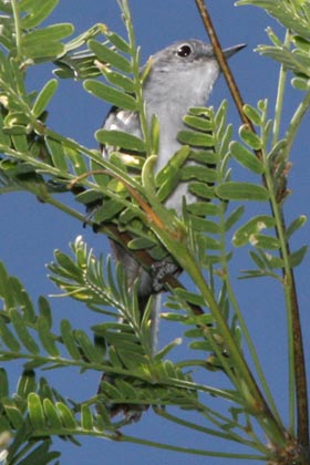Black-capped Gnatcatcher Picture @ Kiwifoto.com