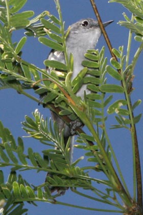 Black-capped Gnatcatcher Photo @ Kiwifoto.com