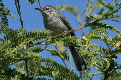 Black-capped Gnatcatcher Photo @ Kiwifoto.com