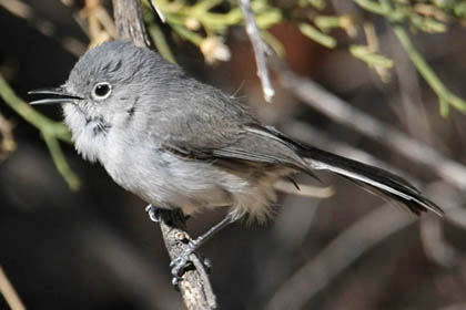 Black-capped Gnatcatcher Photo @ Kiwifoto.com