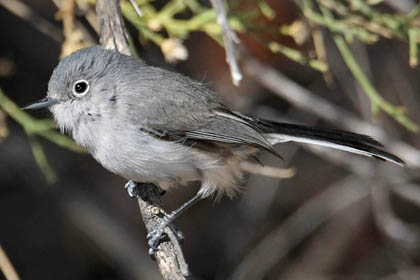 Black-capped Gnatcatcher Image @ Kiwifoto.com