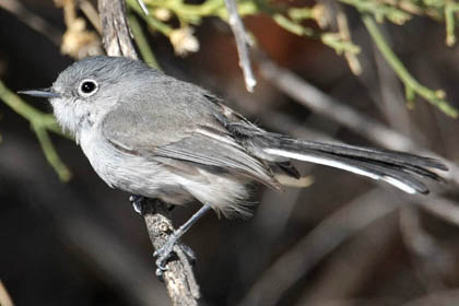 Black-capped Gnatcatcher Image @ Kiwifoto.com