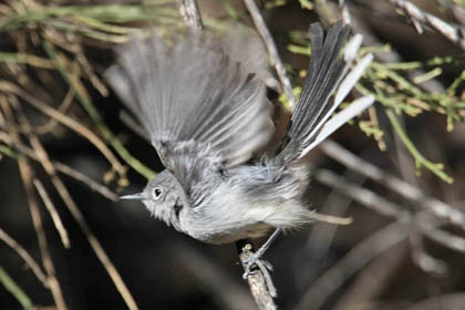 Black-capped Gnatcatcher Photo @ Kiwifoto.com