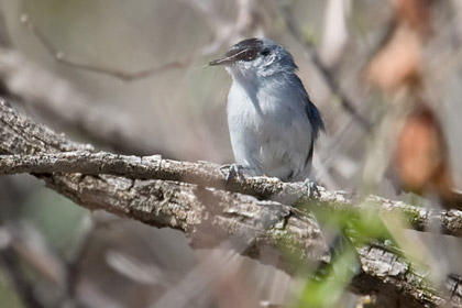 Black-capped Gnatcatcher