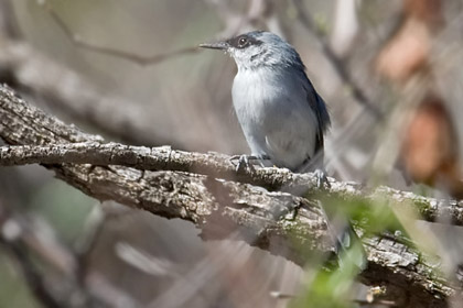 Black-capped Gnatcatcher (Male)