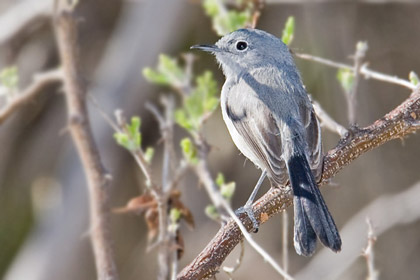 Black-capped Gnatcatcher (Female)