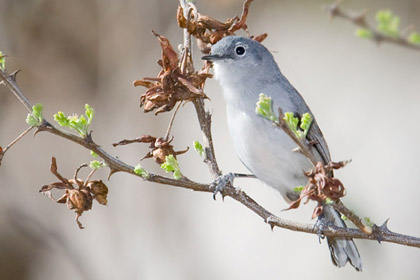 Black-capped Gnatcatcher (Female)