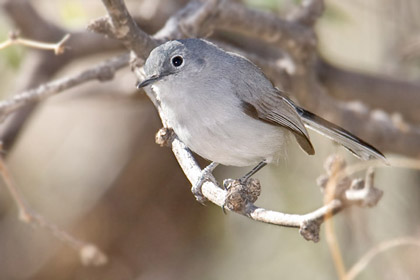 Black-capped Gnatcatcher (Female)