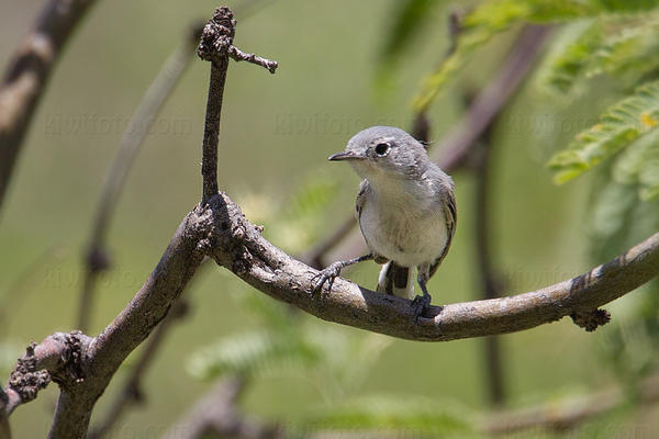 Black-capped Gnatcatcher Photo @ Kiwifoto.com