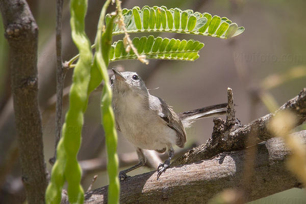 Black-capped Gnatcatcher Photo @ Kiwifoto.com