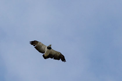 Black-chested Buzzard-eagle