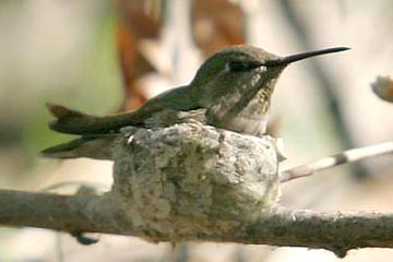 Black-chinned Hummingbird Picture @ Kiwifoto.com