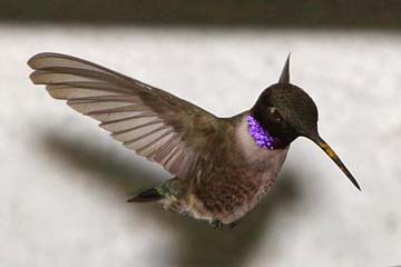 Black-chinned Hummingbird Photo @ Kiwifoto.com