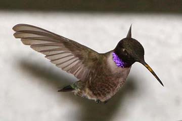 Black-chinned Hummingbird Image @ Kiwifoto.com