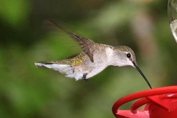 Black-chinned Hummingbird Image @ Kiwifoto.com