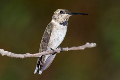 Black-chinned Hummingbird Image @ Kiwifoto.com