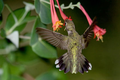 Black-chinned Hummingbird Picture @ Kiwifoto.com