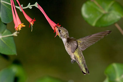 Black-chinned Hummingbird Picture @ Kiwifoto.com