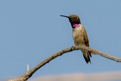 Black-chinned Hummingbird Picture @ Kiwifoto.com