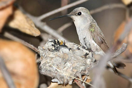 Black-chinned Hummingbird Image @ Kiwifoto.com