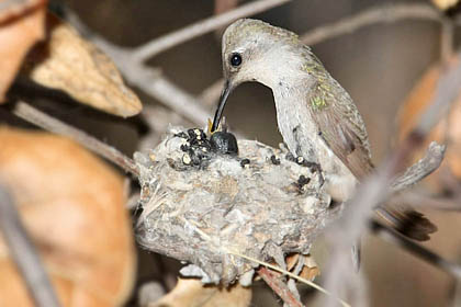 Black-chinned Hummingbird