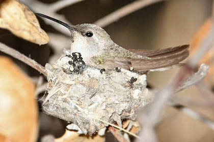 Black-chinned Hummingbird Photo @ Kiwifoto.com