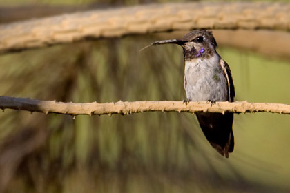 Black-chinned Hummingbird