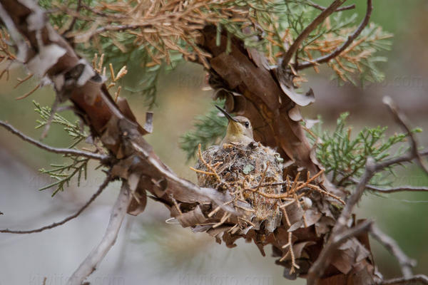 Black-chinned Hummingbird Video