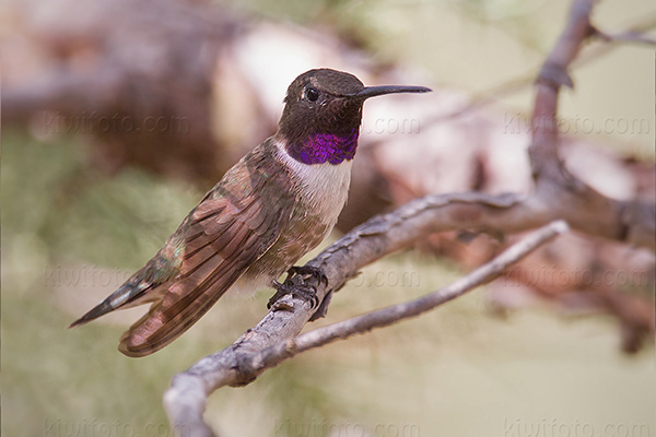 Black-chinned Hummingbird Photo @ Kiwifoto.com