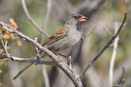 Black-chinned Sparrow Image @ Kiwifoto.com