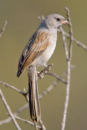 Black-chinned Sparrow (juvenile)