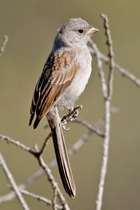 Black-chinned Sparrow (juvenile)