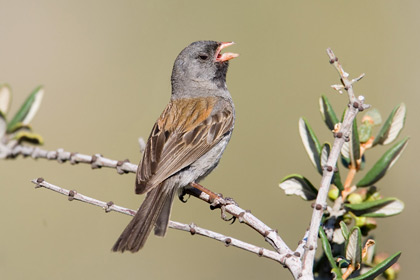 Black-chinned Sparrow Image @ Kiwifoto.com