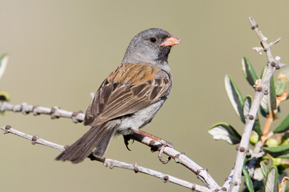 Black-chinned Sparrow Image @ Kiwifoto.com