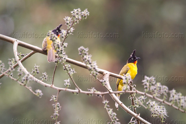 Black-crested Bulbul Picture @ Kiwifoto.com