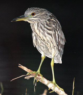 Black-crowned Night-Heron (juvenile)